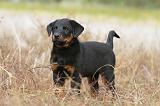 BEAUCERON - PUPPIES 134